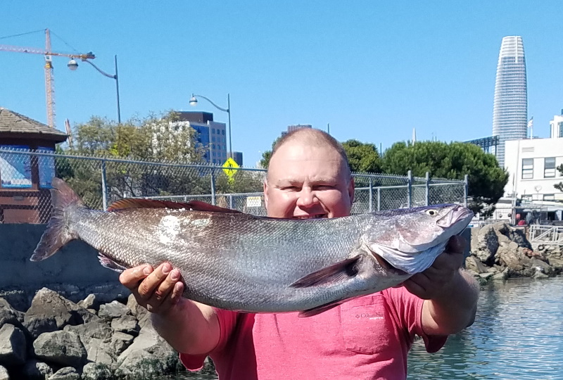 White Sea Bass caught in San Francisco